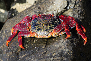 TIERE_6031_rote_Klippenkrabbe