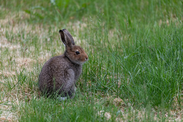 Small rabbit sitting on grass field in Kilpisjarvi, Finland.