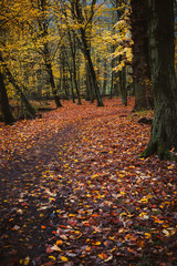 Pathway between trees covered with fallowed golden leaves on the ground in a beautiful autumn forest