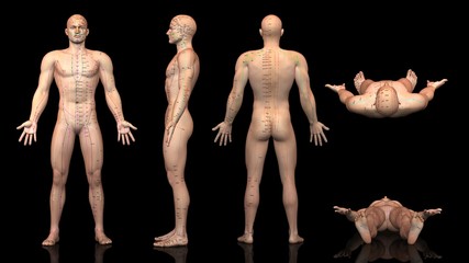 鍼灸経絡・経穴図方位別一覧（WHO制定記号付）