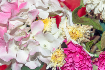 Close up group of red, white and pink flowers and leaves in colorful tone.