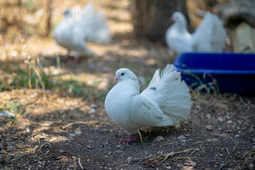 white doves on the ground