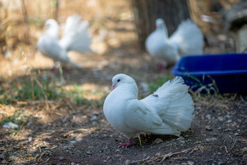white doves on the ground