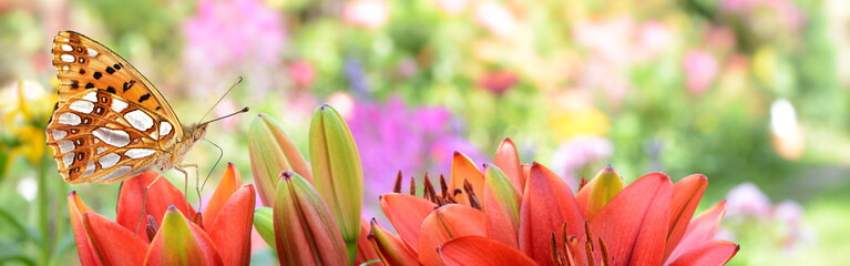 Schmetterling 442 © K.-U. Häßler