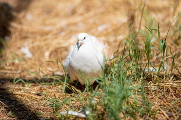 white doves on the ground