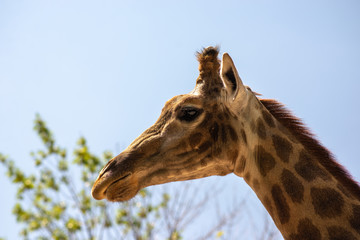 the head of a giraffe on the background of sky and greenery