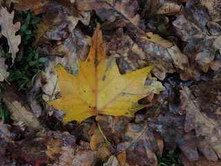 Wet autumn leaves on the ground 