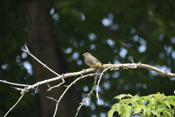 A bird