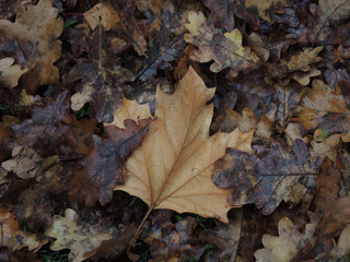 Wet autumn leaves on the ground 