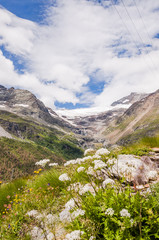 Bernina, Alp Grüm, Gletscher, Palü Gletscher, Alpen, Bergwiese, Bergblumen, Alpenkräuter, Wanderweg, Berninapass, Piz Varuna, Piz Canton, Graubünden, Sommer, Schweiz