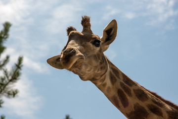 the head of a giraffe on the background of sky and greenery