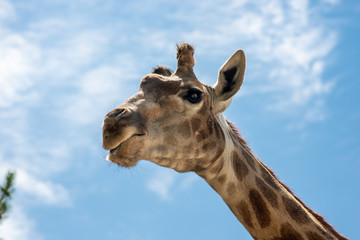 Fototapeta premium the head of a giraffe on the background of sky and greenery