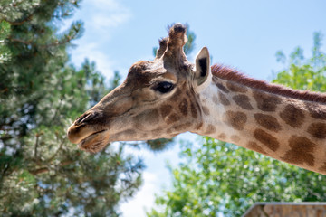 the head of a giraffe on the background of sky and greenery