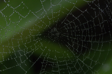 Spider webs close up background in nature