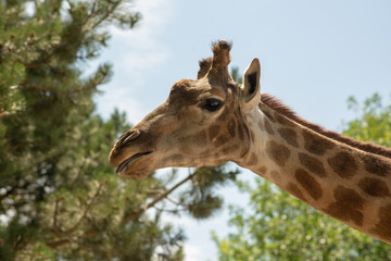 the head of a giraffe on the background of sky and greenery