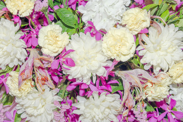 Close up group of white and pink flowers and leaves in colorful tone.