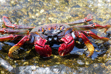 TIERE_4923_rote_Klippenkrabbe