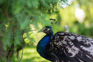 peacock walking on the ground