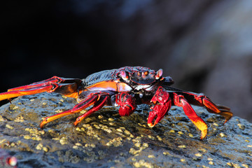 TIERE_5030_rote_Klippenkrabbe