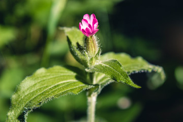 pinke Wildblüte