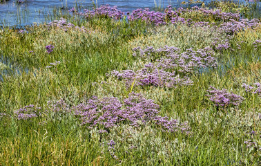 Blühender Strandflieder, (Limonium), im Wattenmeer, beach lilac, 18053.jpg