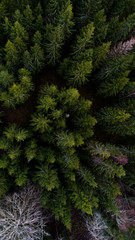 Forest with green trees from above