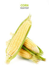 Fresh yellow corn cobs isolated on white background. Fresh vegetables.