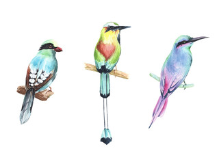 Watercolor bird illustration clipart 