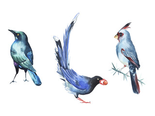 Watercolor bird illustration clipart 