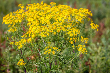 Yellow flowering Ragwort or Jacobaea vulgaris plant from close