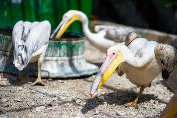 white pelicans walk on the ground
