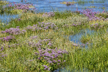 Blühender Strandflieder, (Limonium), im Wattenmeer, beach lilac, 18054.jpg