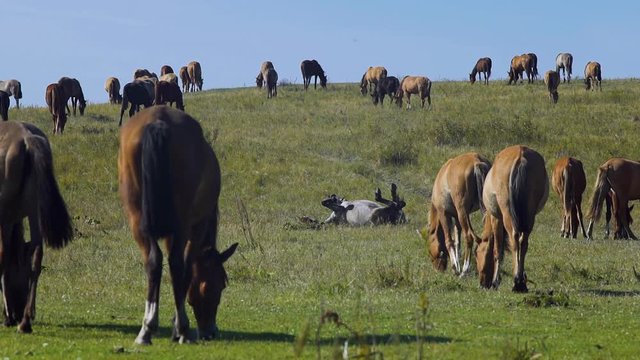Horse grazing on green meadow