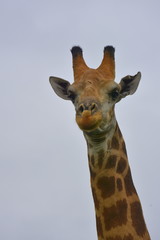 Obraz premium Giraffe