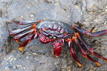 TIERE_5619_rote_Klippenkrabbe