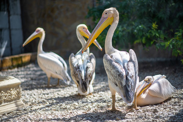 white pelicans walk on the ground