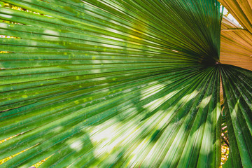 A big green palm leaf. Natural background concept.