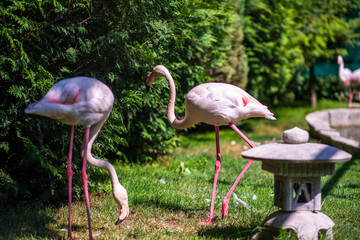white flamingos walking on the grass