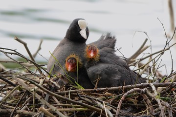 birds