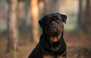 dog of the Rottweiler breed on a walk