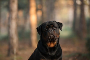dog of the Rottweiler breed on a walk