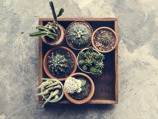 Different kinds of cactus