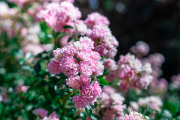 pink flowers on the tree