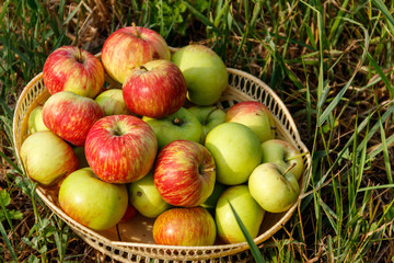 Fresh ripe apples in basket on the green grass