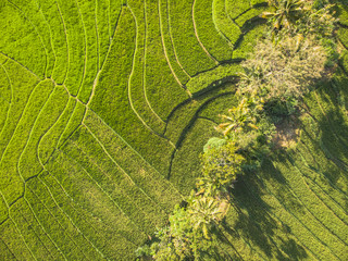 Green rice field aerial top view; Yogyakarta, Indonesia - 15 July 2018