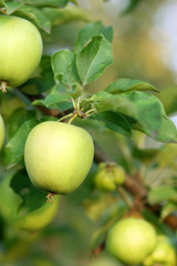 Apple tree