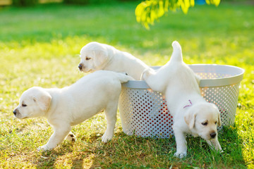 three small white puppies escape from the basket in the middle of the lawn