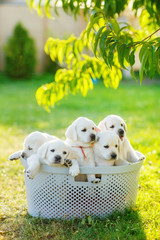 many small puppies of brothers and sisters are sitting in a basket in the summer in the middle of the lawn