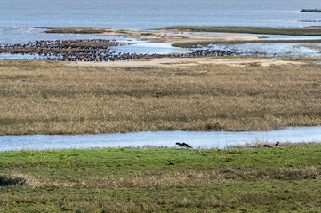 Oystercatcher on the danish island Romo