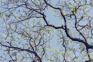 Green leaves and a blue sky